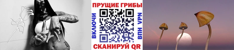 Псилоцибиновые грибы Psilocybine cubensis  дарнет шоп  Кулебаки 